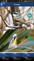 Bird Id North America 截图 2