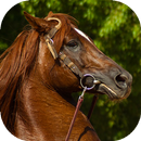How To Take Care Of A Horse APK