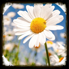 Flower Bunga Wallpaper 4K ícone