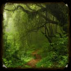Forest Wallpapaer Hutan 4K أيقونة
