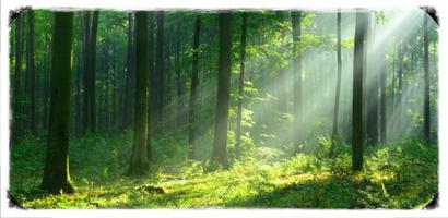 Forest Wallpapaer Hutan 4K الملصق