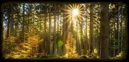 Forest Wallpapaer Hutan 4K تصوير الشاشة 1