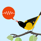 ChirpOMatic - Birdsong USA icône