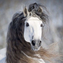 خلفيات الخيول APK