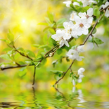 春天的花朵壁纸 图标