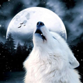 Wallpaper Wolf