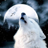 Bozkurt Duvar Kağıtları