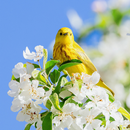 APK Sfondi di fiori di primavera