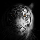 Black and White Wallpapers APK