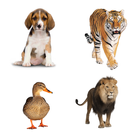 Kids Learn Animals Sounds & Animals English Names-icoon