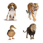 Kids Learn Animals Sounds & Animals English Names icon