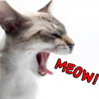 The Cat's Meow ikona