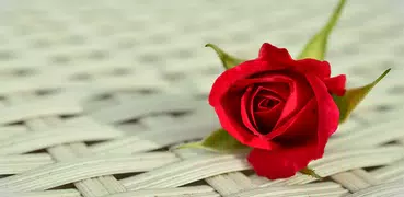Roses Images: Love Rose flower