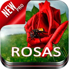 Imagenes de Rosas: Imagenes de Flores Hermosas アプリダウンロード