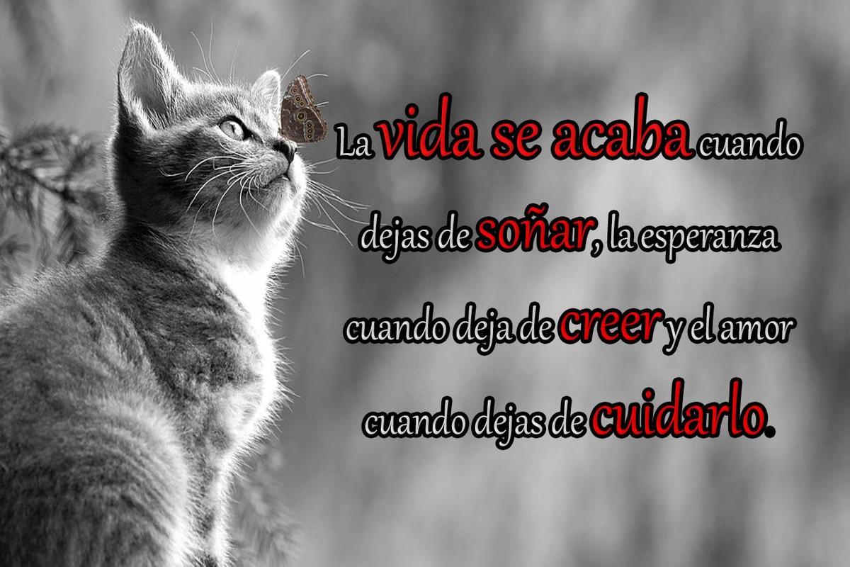 Frases De Reflexion De Amor Apk Frases De Reflexion De Amor App Free Download For Android