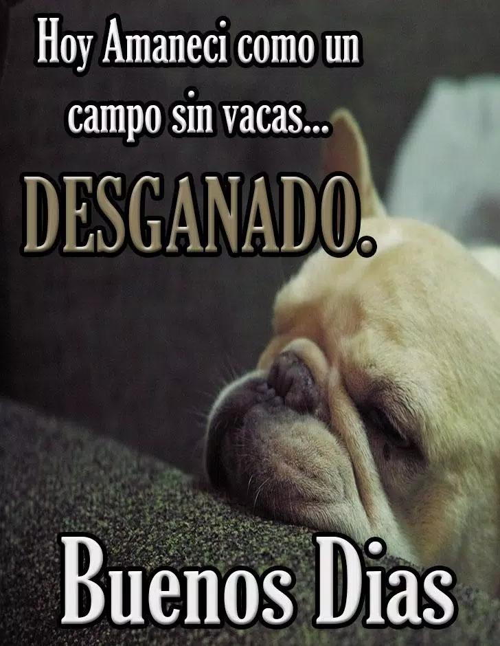 fotos graciosas de buenos días Imágenes Imagenes Graciosas de Buenos D APK for Android Download