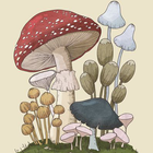 Mushroom Wallpaper আইকন