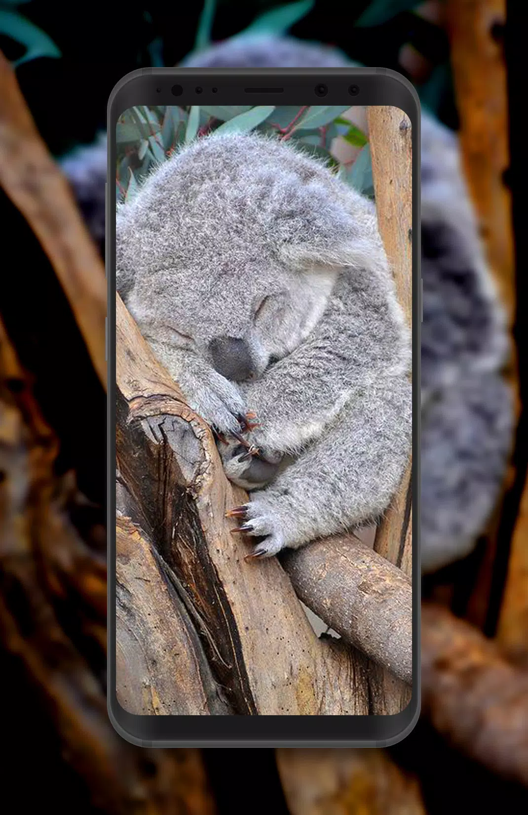 Tải xuống APK Koala Wallpaper cho Android