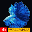 Wallpaper Betta Fish HD 4K APK