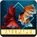 Betta Fish HD Wallpapers