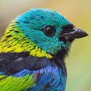 Green headed tanager Bird wallpapers hd aplikacja