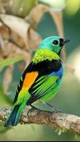 Green headed tanager Bird wallpapers hd پوسٹر