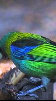 Green headed tanager Bird wallpapers hd اسکرین شاٹ 1