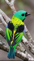 Green headed tanager Bird wallpapers hd capture d'écran 2