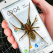 Spider in phone funny joke