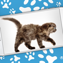 可爱猫动态屏幕 (玩笑) - iCat APK