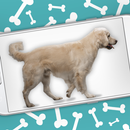 狗狗出现在手机屏幕上：汪汪笑话 - iDog APK