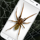 Spider in Phone Funny Joke