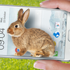 手机的小兔子玩笑 圖標