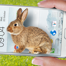 Lapin Sur l’Ecran - Blague APK