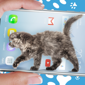 Cat Walks in Phone Cute Joke icon