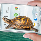 Turtle Walks in Phone joke আইকন