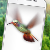 Bird in Phone Flying Hummingbird joke - iBird