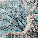 APK Flowers Wallpaper HD Full Screen