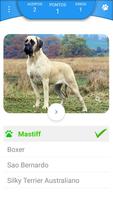 Quiz - Raças de cachorros Screenshot 3