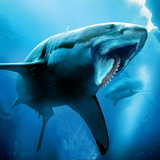 Helicoprion Simulator