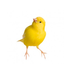 Canto canario icône
