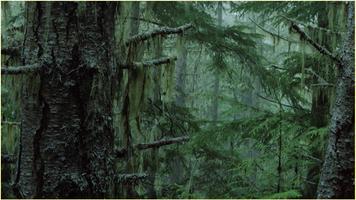Wallpapers HD Nature screenshot 3