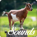 Goat and Sheep Sounds and Ringtone Audio APK