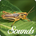 Insect Sounds and Ringtone Audio