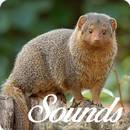 Mongoose Sounds and Ringtone Audio APK