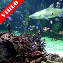 Video Wallpaper: Aquarium APK