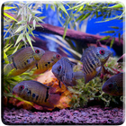 Aquarium Video Live Wallpaper ไอคอน