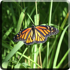 Butterfly Video Live Wallpaper ไอคอน
