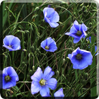 Blue Flowers Live Wallpaper ikona