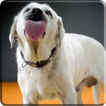 Dog Licks Screen 4K Wallpaper